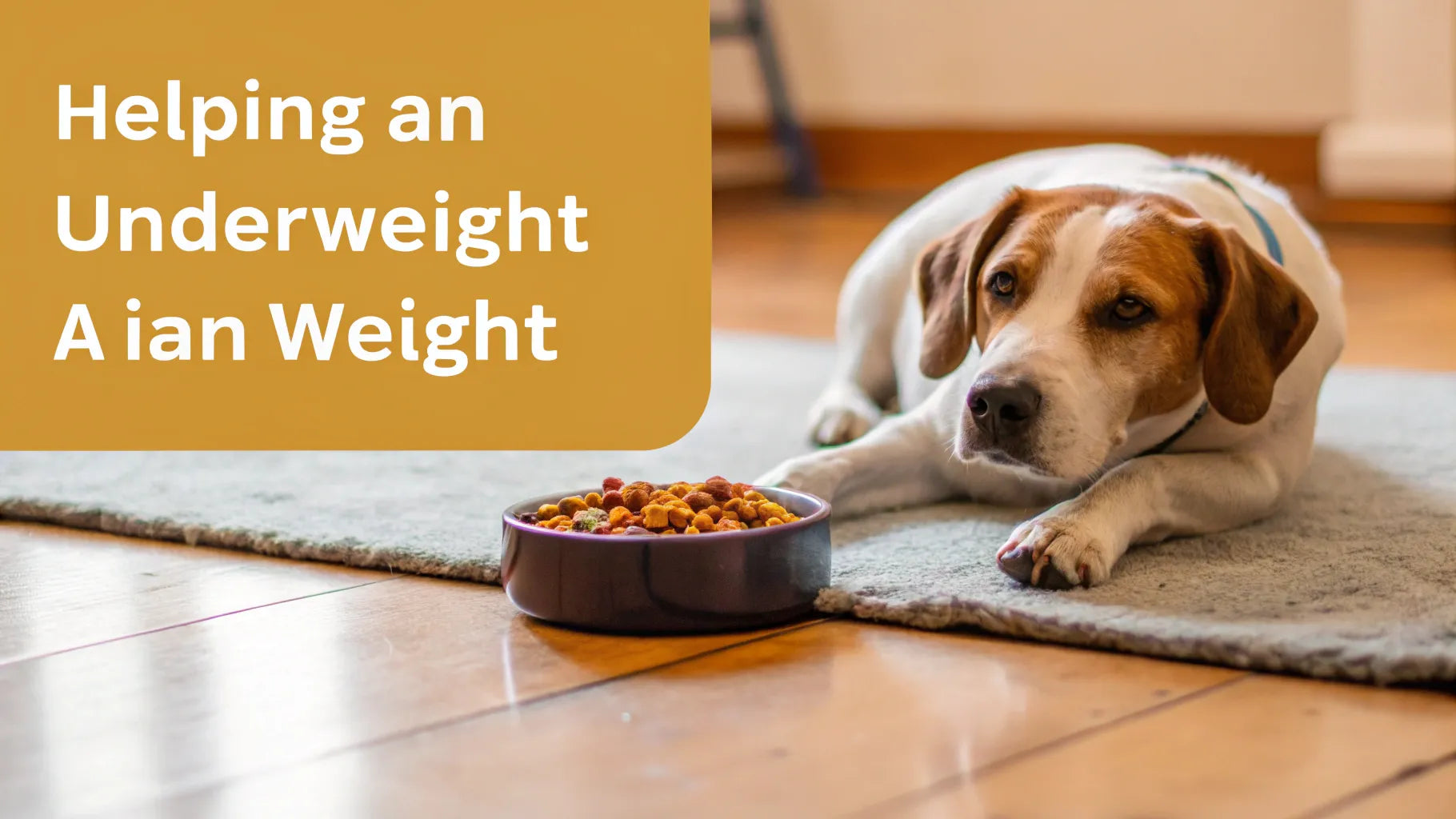 How To Help An Underweight Dog Gain Weight A Comprehensive Guide Houndsy how-to-help-an-underweight-dog-gain-weight-a-comprehensive-guide-houndsy