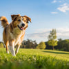 How to Help Dogs Lose Weight Quickly: A Comprehensive Guide for Pet Owners