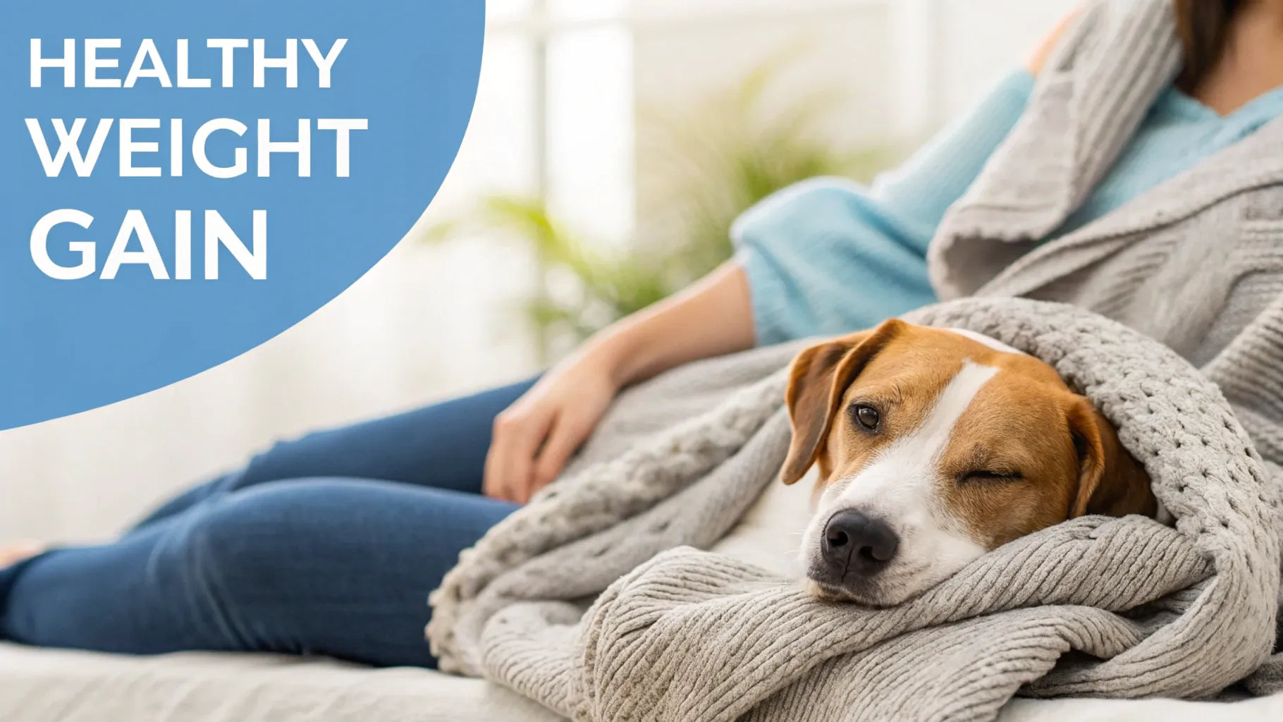 How To Help A Dog Gain Weight