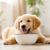 How to Improve Dog Kibble: Elevating Your Pet's Dining Experience