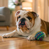 How to Introduce New Dry Dog Food: A Comprehensive Guide for Pet Owners