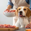 How to Introduce Raw Food to Your Dog: A Comprehensive Guide for Pet Owners