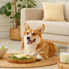 How to Keep Dog Kibble Fresh: Tips for Happy, Healthy Pets