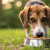 How to Make a Dog Gain Weight Fast Naturally