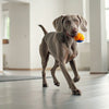 How to Make Dog Treats Softer: Tips and Tricks for Happy Pups