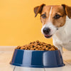 How to Make Dry Food More Appealing to Dogs: Enhancing Mealtime Enjoyment