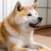 How to Make Grain-Free Dog Food: A Comprehensive Guide for Pet Owners