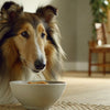 How to Rehydrate Dehydrated Dog Food: A Comprehensive Guide for Pet Owners