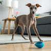 How to Slow Down Dog Eating Wet Food: Practical Strategies for Healthier Mealtimes