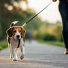 How to Stop Your Dog from Pulling on Leash: A Comprehensive Guide