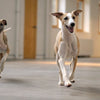 How to Store Fresh Dog Food: A Comprehensive Guide for Pet Owners
