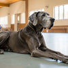 How to Take Care of a Dog with Fever: A Comprehensive Guide for Pet Owners