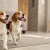 How to Take Care of a Malnourished Dog: A Comprehensive Guide for Pet Owners