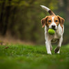 How to Train a Dog to Fetch: A Step-by-Step Guide