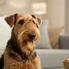 How to Train a Dog Who Doesn't Like Treats: A Comprehensive Guide