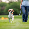 How to Train Deaf Dogs: A Comprehensive Guide for Pet Owners