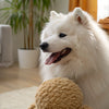 How to Use Treats to Train Your Dog: A Comprehensive Guide for Pet Owners