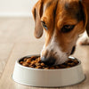 How to Wean a Dog Off Raw Food: A Comprehensive Guide for Pet Owners