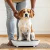 How to Weigh Your Dog at Home for Optimal Health