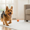 Is a Vegan Diet Good for Dogs? Exploring the Benefits and Risks
