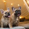 Is Acai Bad for Dogs? Understanding the Risks and Benefits