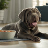 Is Aloe Harmful to Dogs? Understanding the Risks and Safety Measures