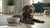 Is Aloe Harmful to Dogs? Understanding the Risks and Safety Measures