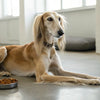 Is Canned Dog Food Easier to Digest? An In-Depth Exploration