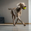 Is Canned Dog Food Good for Dogs? Understanding the Pros, Cons, and What Works Best for Your Furry Friend