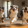 Is Dry Dog Food Good for Dogs? A Comprehensive Guide to Canine Nutrition
