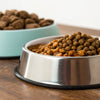 Is Dry or Wet Dog Food Better for Dogs? A Comprehensive Guide for Pet Owners