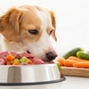 Is Feeding Your Dog Raw Food Good? Exploring the Pros and Cons of Raw Diets