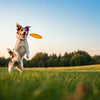 Is Fetch Good Exercise for Dogs? Unraveling the Benefits and Risks