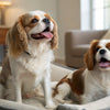 Is Flaxseed OK for Dogs? A Comprehensive Guide to Flaxseed Benefits and Risks