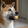 Is Grain Free Dog Food Bad for Puppies? What Every Dog Owner Needs to Know