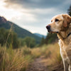 Is Grain Good or Bad for Dogs? An In-Depth Exploration