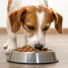 Is It Good to Give Dogs Wet Food? An In-Depth Exploration