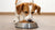 Is It Good to Give Dogs Wet Food? An In-Depth Exploration