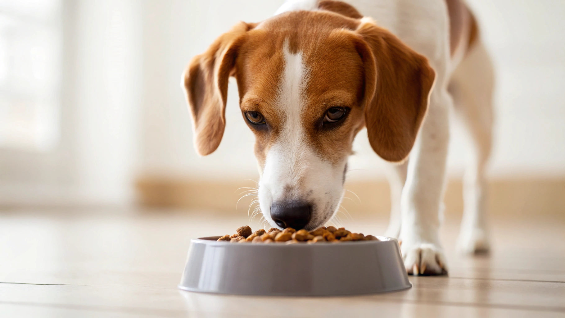 Can I feed my dog only wet food?
