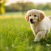 Is It OK to Feed a Puppy Regular Dog Food? Understanding Your Puppy's Nutritional Needs