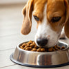 Is It OK to Feed Dogs Wet Food Only? Understanding the Pros and Cons