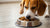 Is It OK to Feed Dogs Wet Food Only? Understanding the Pros and Cons