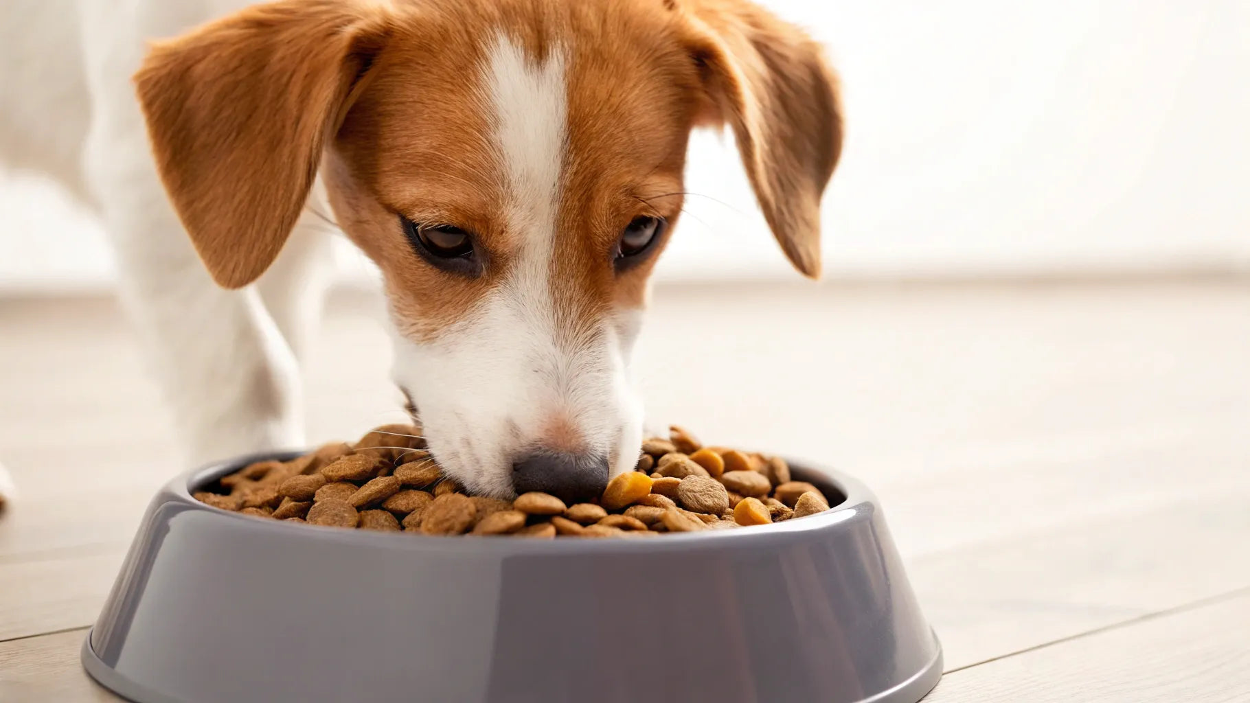 Is It Bad to Feed My Dog Cat Food? Shocking Truth Revealed