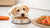 Is It Okay to Give a Puppy Regular Dog Food?