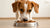 Is Kibble Fattening for Dogs? Understanding the Nutritional Impact of Kibble on Your Furry Friend