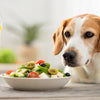 Is Olive Oil Good for Dogs? Exploring the Benefits and Risks