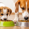 Is Puppy Food Different from Adult Dog Food? Understanding Nutritional Needs for Your Four-Legged Friend
