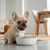 Is Raw Beef Good for Dogs? A Comprehensive Guide