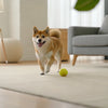 Is Raw Carrot Good for Dogs? Understanding the Benefits and Precautions