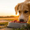 Is Raw Dog Food Better for Your Dog? Exploring the Pros and Cons